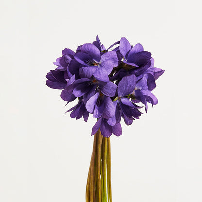 Violette Musquée